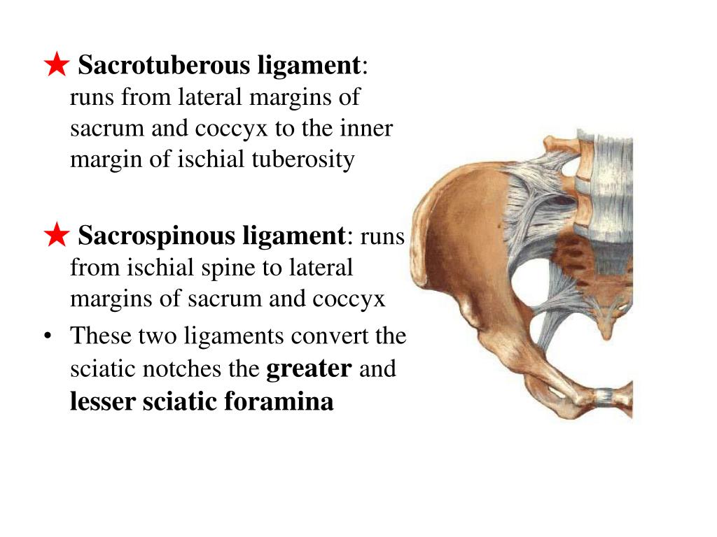 PPT - Section 3 Joints of upper limb PowerPoint Presentation, free