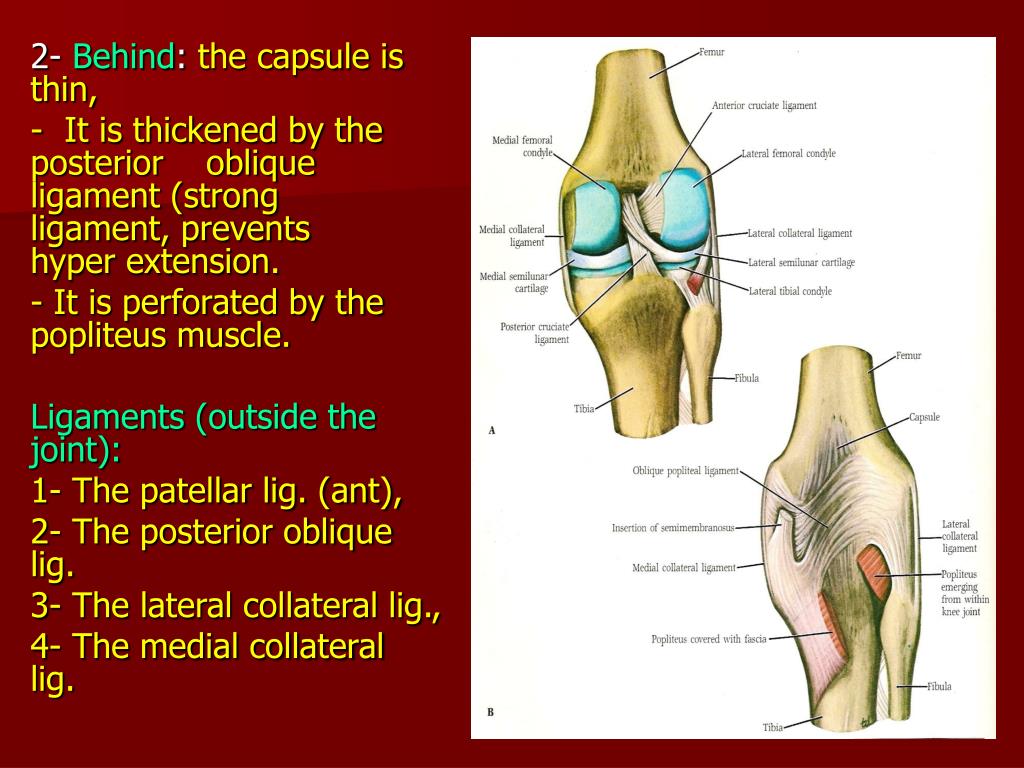 PPT - The Knee Joint PowerPoint Presentation, free download - ID:3329792