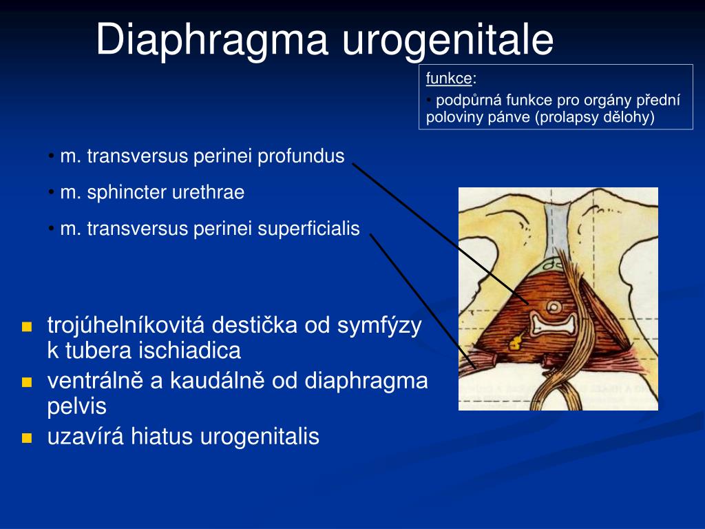 Фасции мочеполовой диафрагмы. Диафрагма urogenitale.
