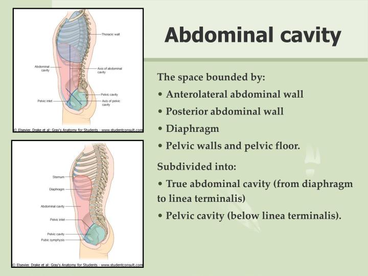Human Anatomy Abdominal Cavity Diagram