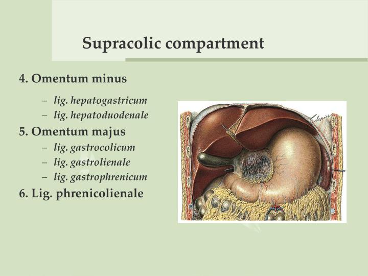PPT The Abdomen PowerPoint Presentation ID3330064