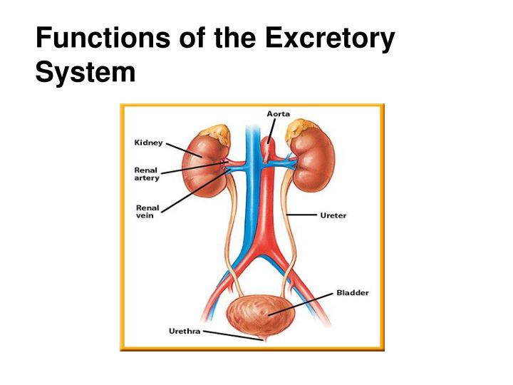 presentation excretory system ppt