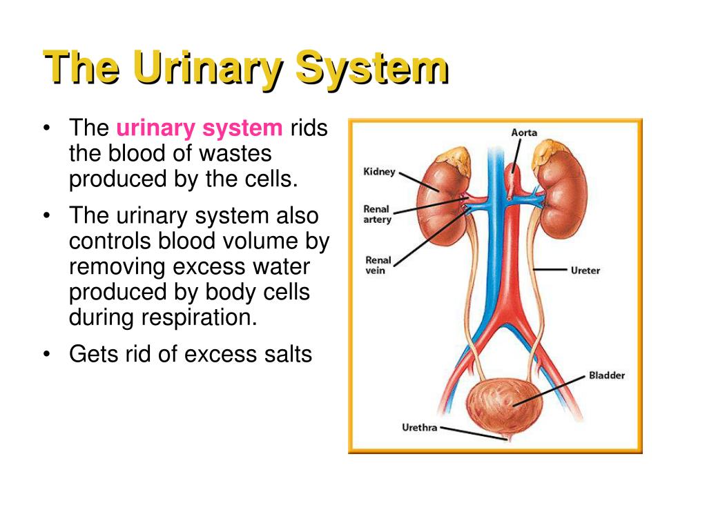presentation about human excretory system