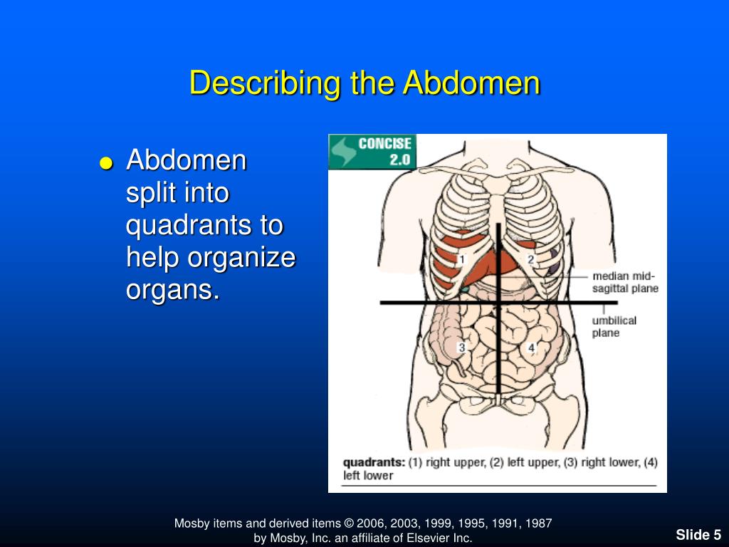 abdomen diagram quadrants
