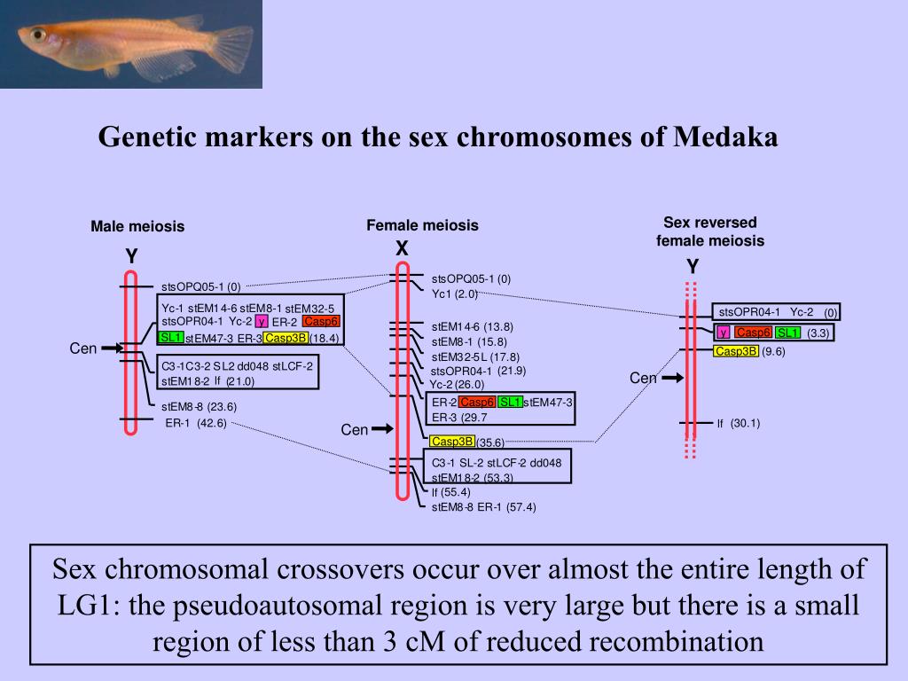 Ppt Evolution Of Sex Determination And Sex Chromosomes Free Download Nude Photo Gallery