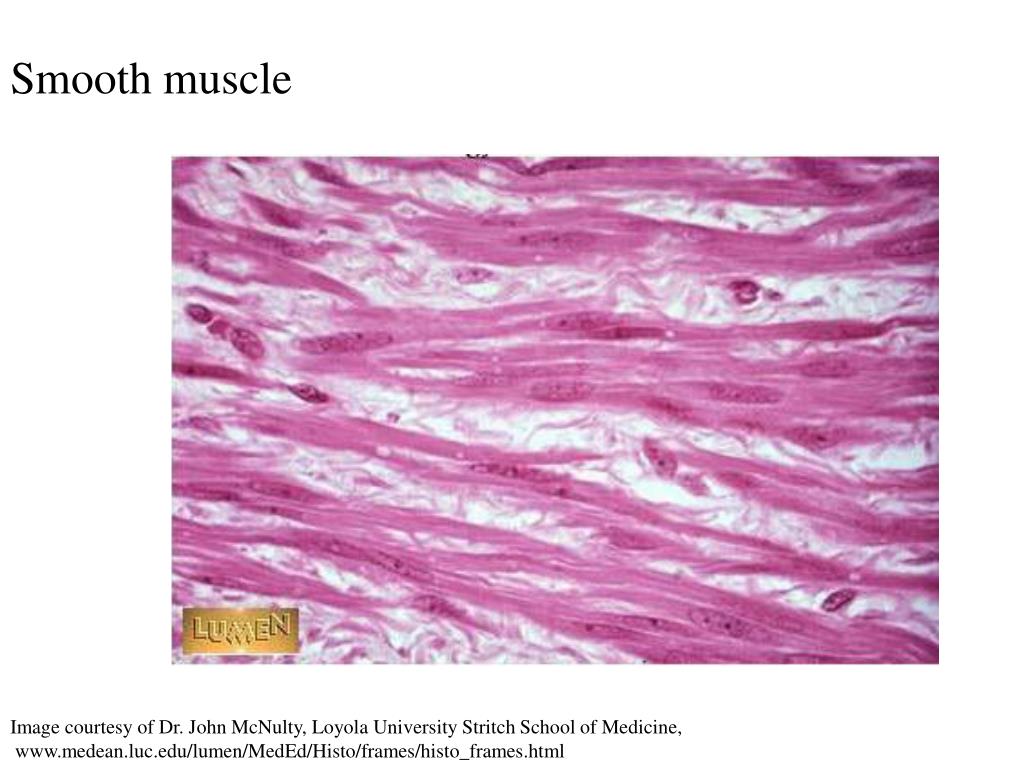 Гладкая мышечная ткань в дерме. Миоциты гладкой мышечной ткани. Миоцит гистология. Мышечная ткань миоциты. Гладкая мышечная ткань эндомизий.