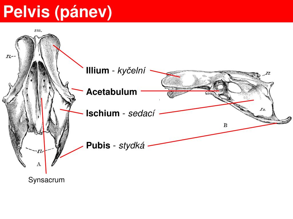 PPT - Anatomie ptáků PowerPoint Presentation, free download - ID:3333981