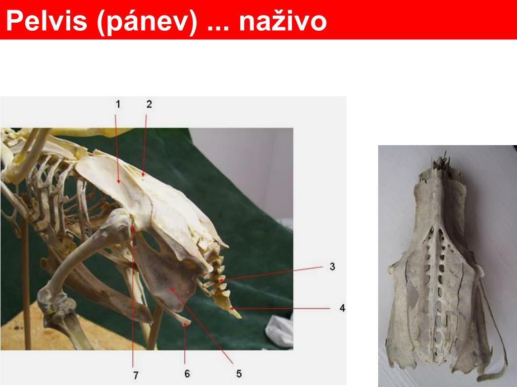 PPT - Anatomie ptáků PowerPoint Presentation, free download - ID:3333981