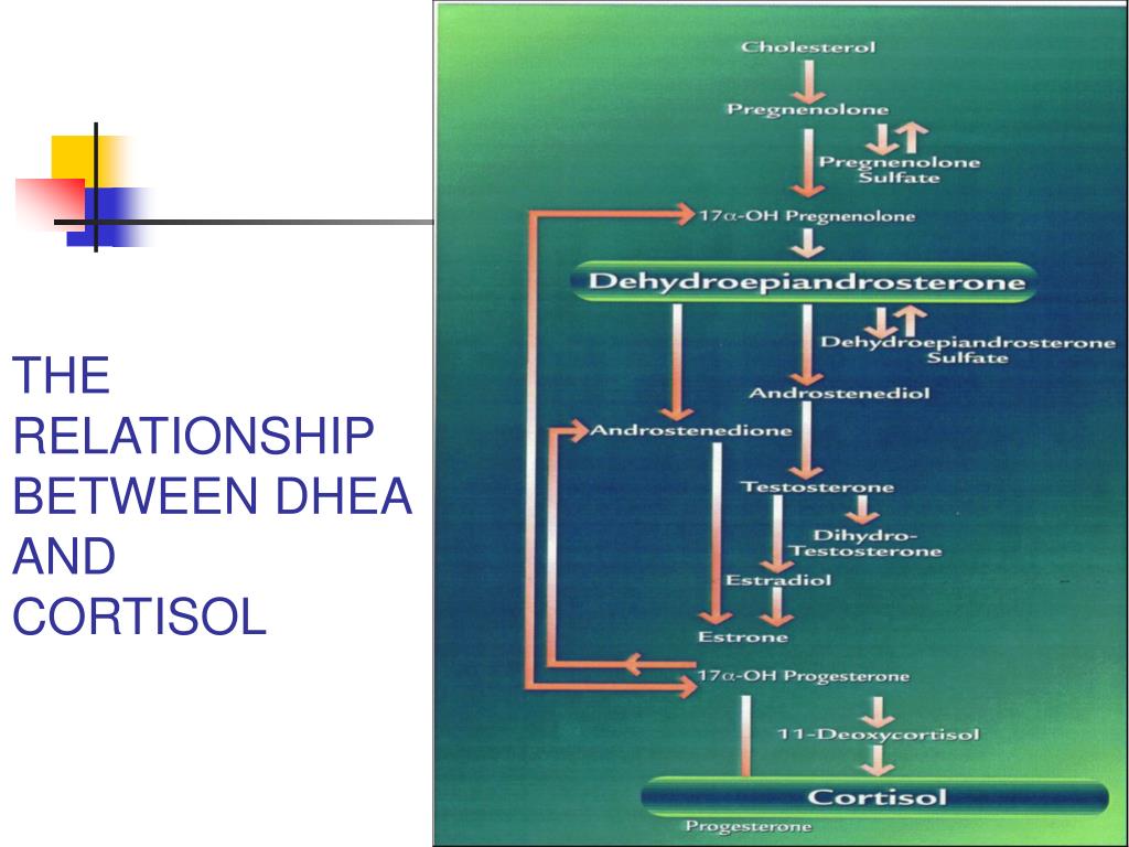 PPT CORTISOL PowerPoint Presentation, free download ID3335000