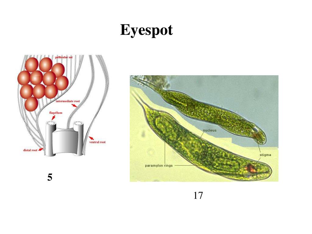 what-is-the-eyespot-in-the-euglena-used-for