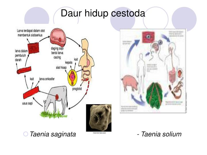 PPT VERMES PowerPoint Presentation ID3336921