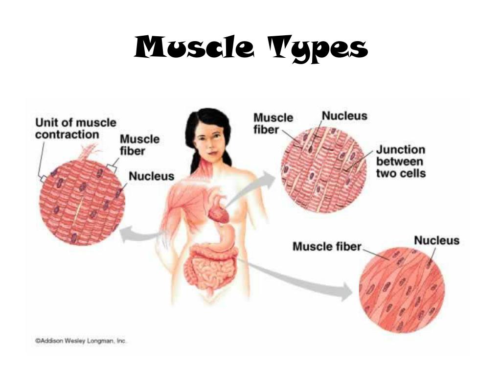 PPT - Muscular System PowerPoint Presentation, free download - ID:3339401
