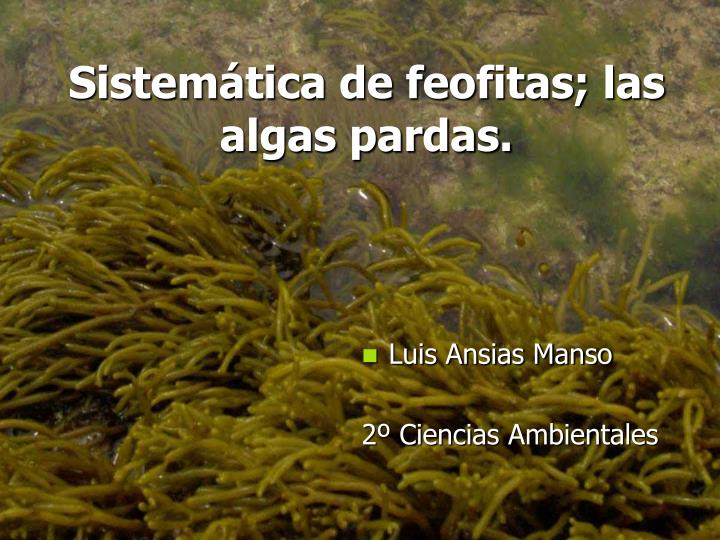 Las algas de una prima mayor 4