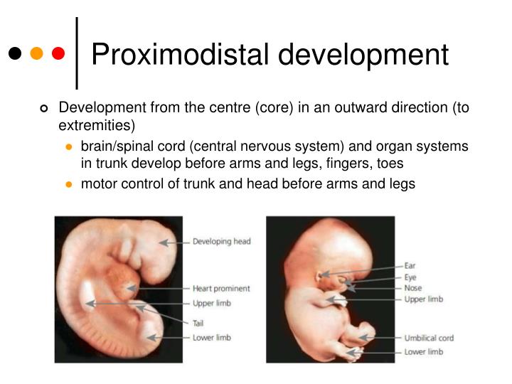 😍 Proximodistal principle of development. Cephalocaudal