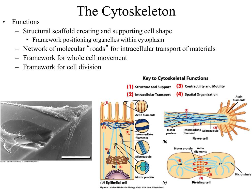 Ppt The Cytoskeleton Powerpoint Presentation Free Download Id 3340914