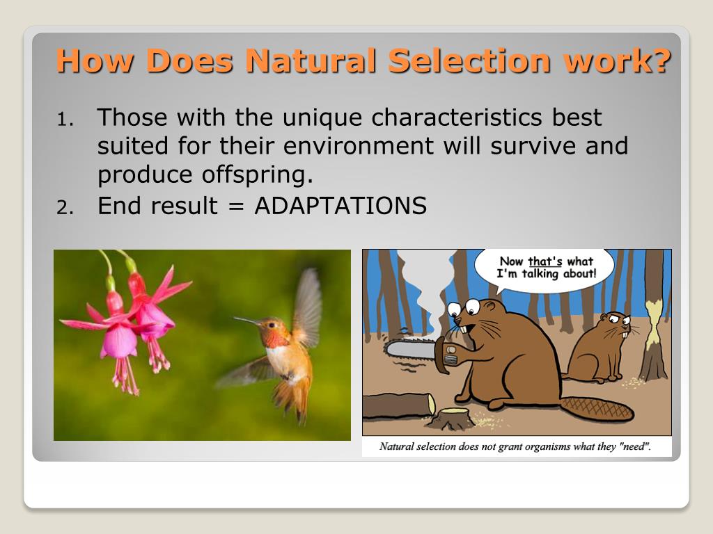 presentation of natural selection