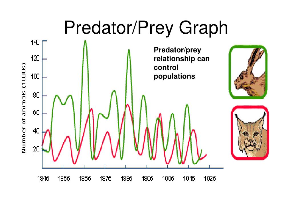 prey vs predator population graph