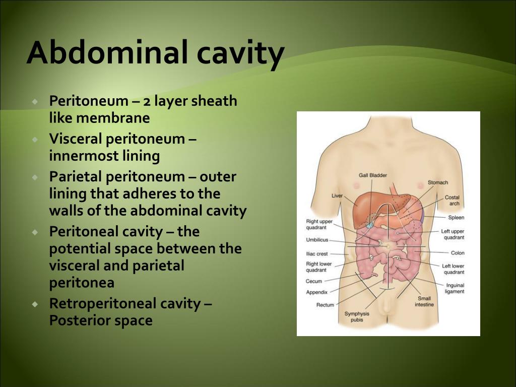 Abdominal Cavity Membranes