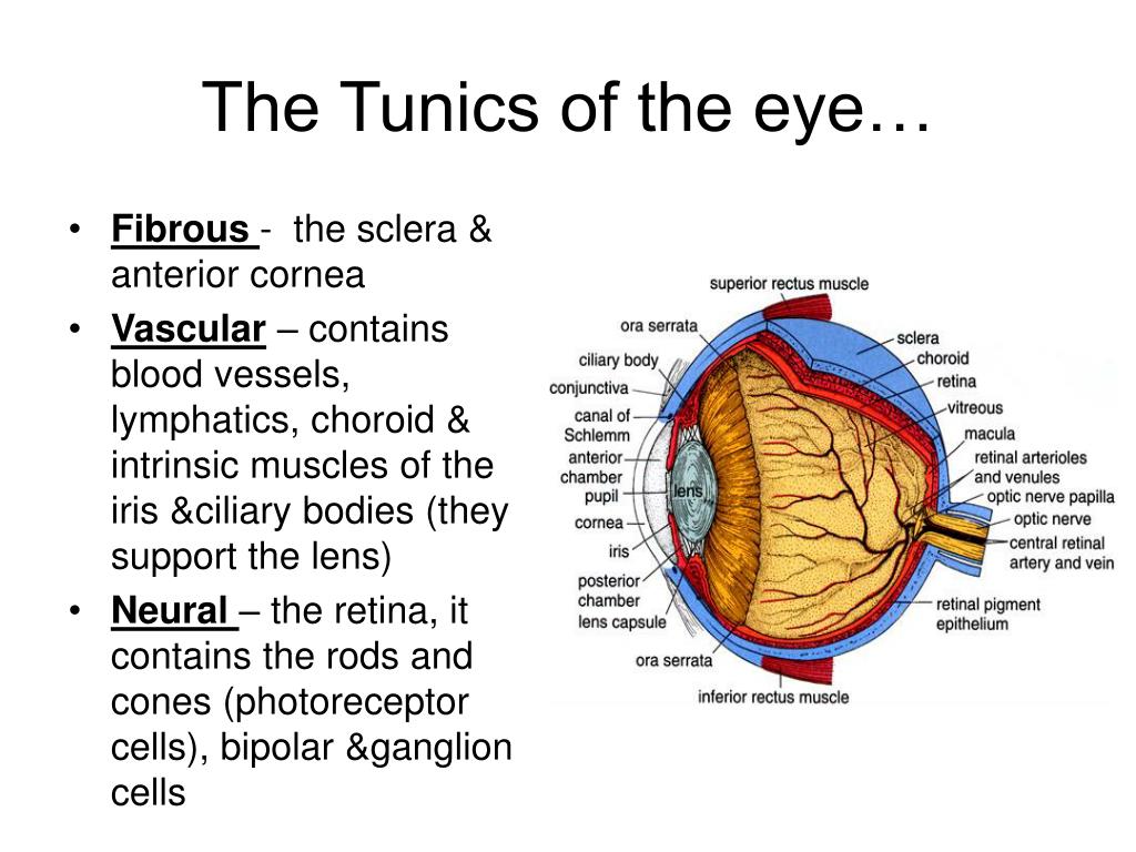 Tunics of the eye