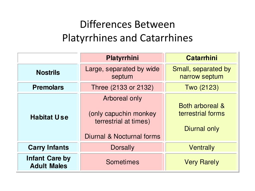 PPT Was Kingdom to Prosimians and Tarsiers Now the Anthropoids