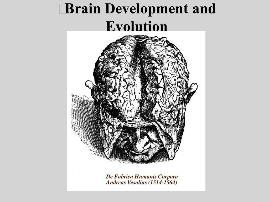 PPT - Brain Development and Evolution PowerPoint Presentation, free