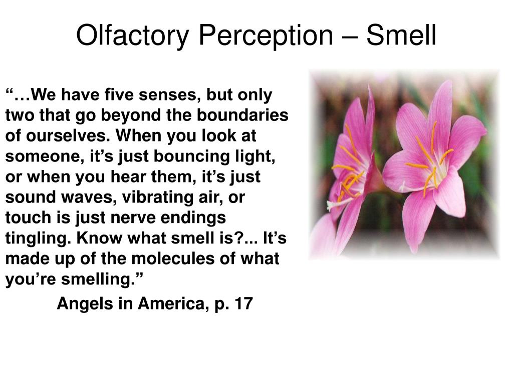 olfactory perception essay