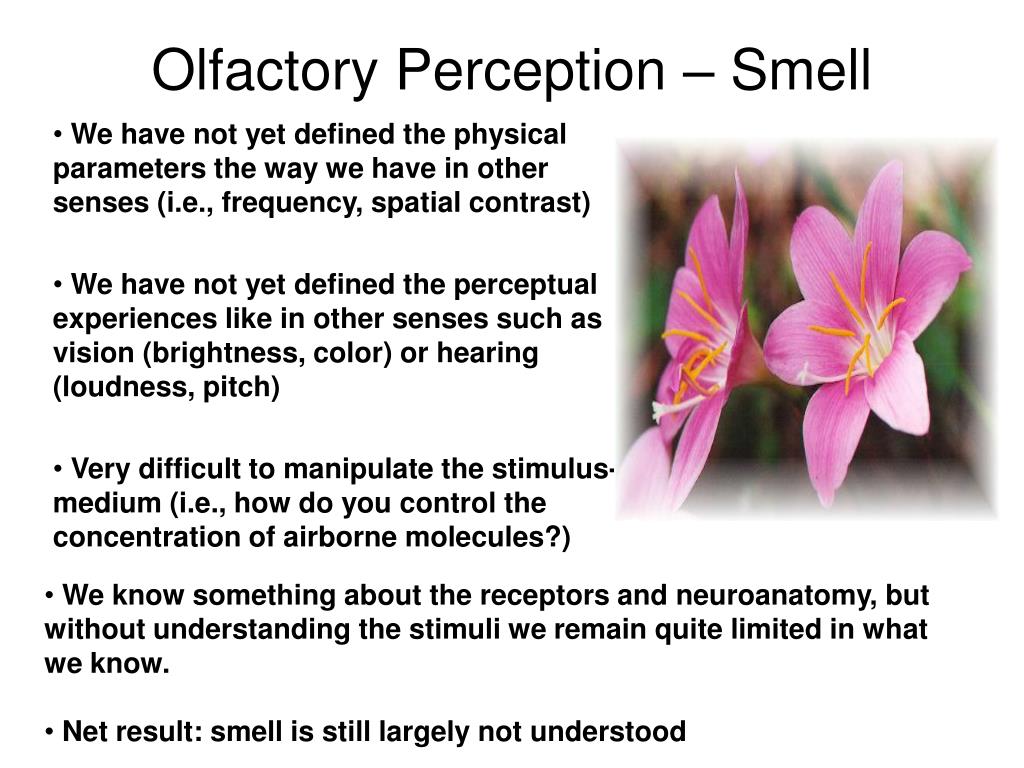 olfactory perception essay