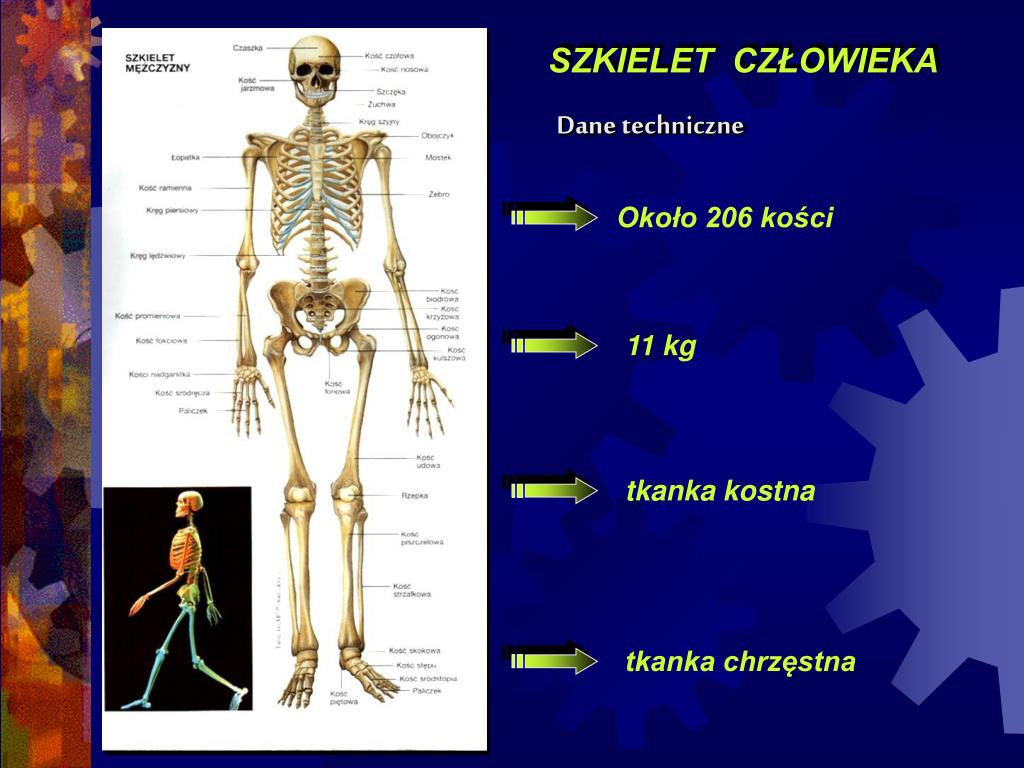 Budowa I Funkcje Szkieletu Sprawdzian PPT - BUDOWA I FUNKCJE SZKIELETU PowerPoint Presentation, free download