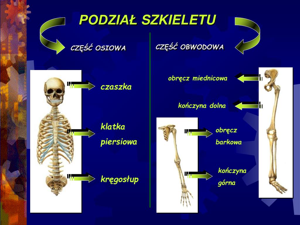 Aparat Ruchu Budowa Szkieletu Sprawdzian PPT - BUDOWA I FUNKCJE SZKIELETU PowerPoint Presentation, free download