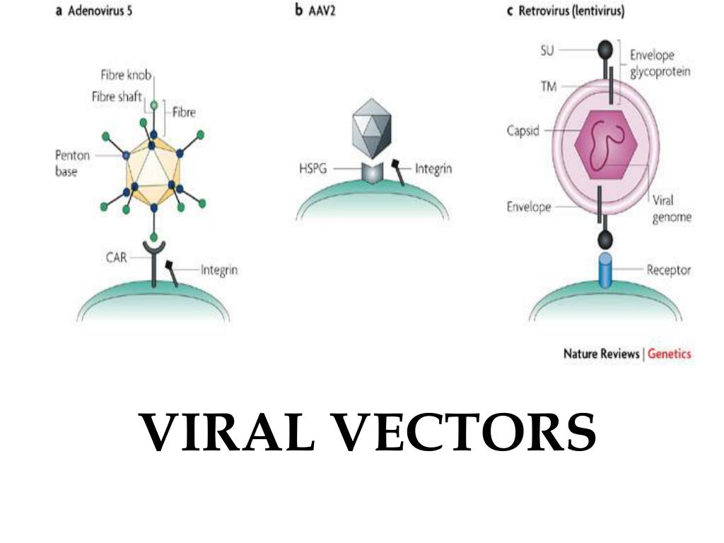 Ppt Viral Vectors Powerpoint Presentation Free Download Id 3351099 Ppt Viral Vectors Powerpoint Presentation Free Download Id 3351099