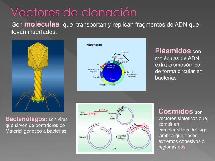 PPT - BIOTECNOLOGIA PowerPoint Presentation - ID:3351958