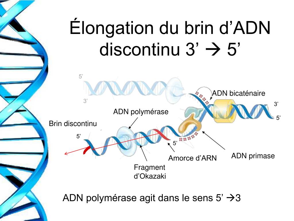 PPT - La réplication d’ADN PowerPoint Presentation, free download - ID