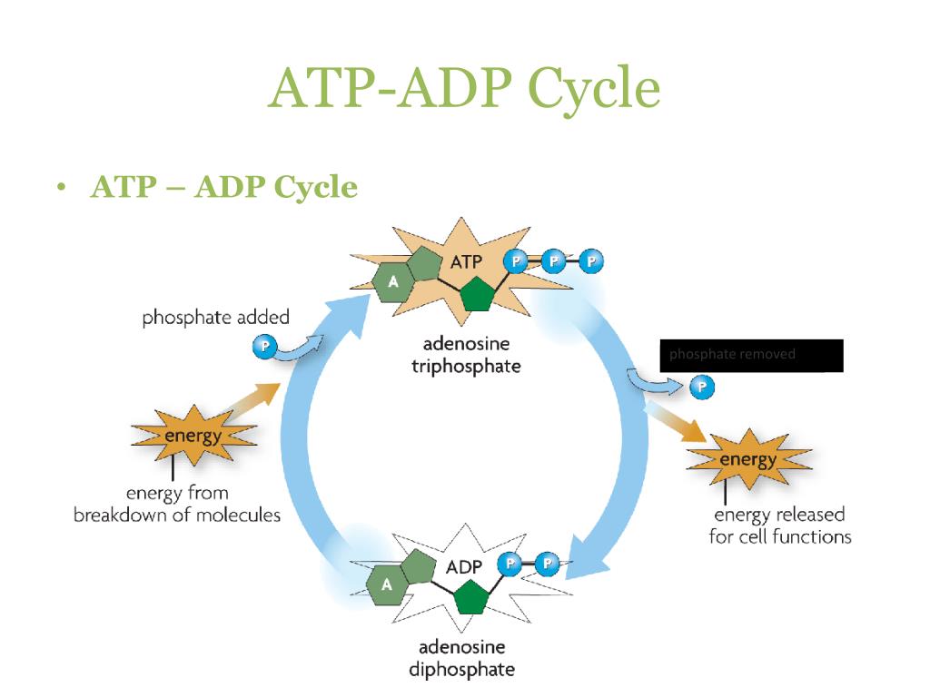 Simple Draw A Sketch Of The Atp Adp Cycle with Pencil