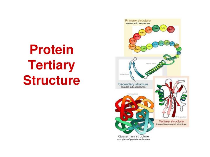 Protein Tertiary Structure Prediction Slideshare at Taylor Stefanski blog