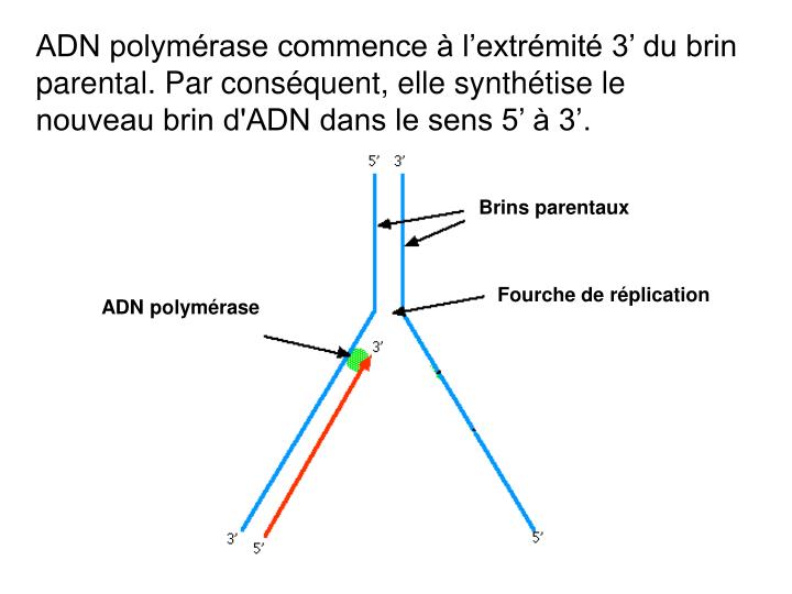 PPT - La replication d’ADN PowerPoint Presentation - ID:3352676