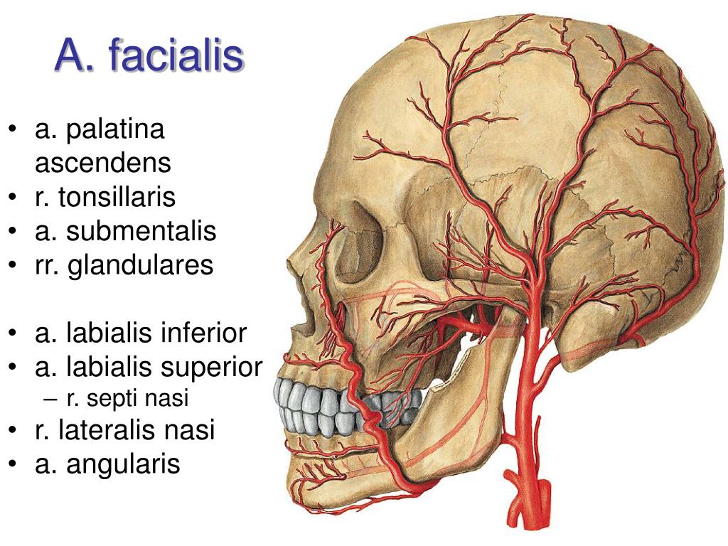 Сонные артерии на лице. Затылочная артерия анатомия. Arteria Carotis communis. Височная артерия анатомия.