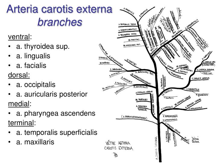 PPT - Arterial system Systema arteriarum PowerPoint Presentation - ID ...