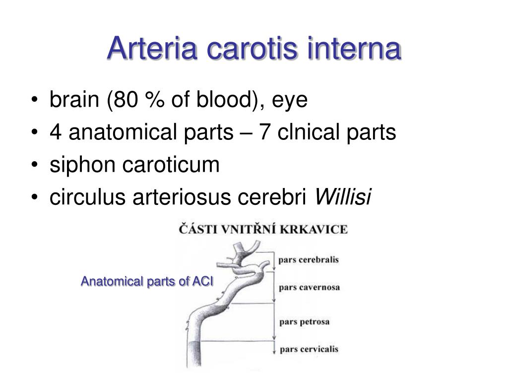 Circulus arteriosus willisii