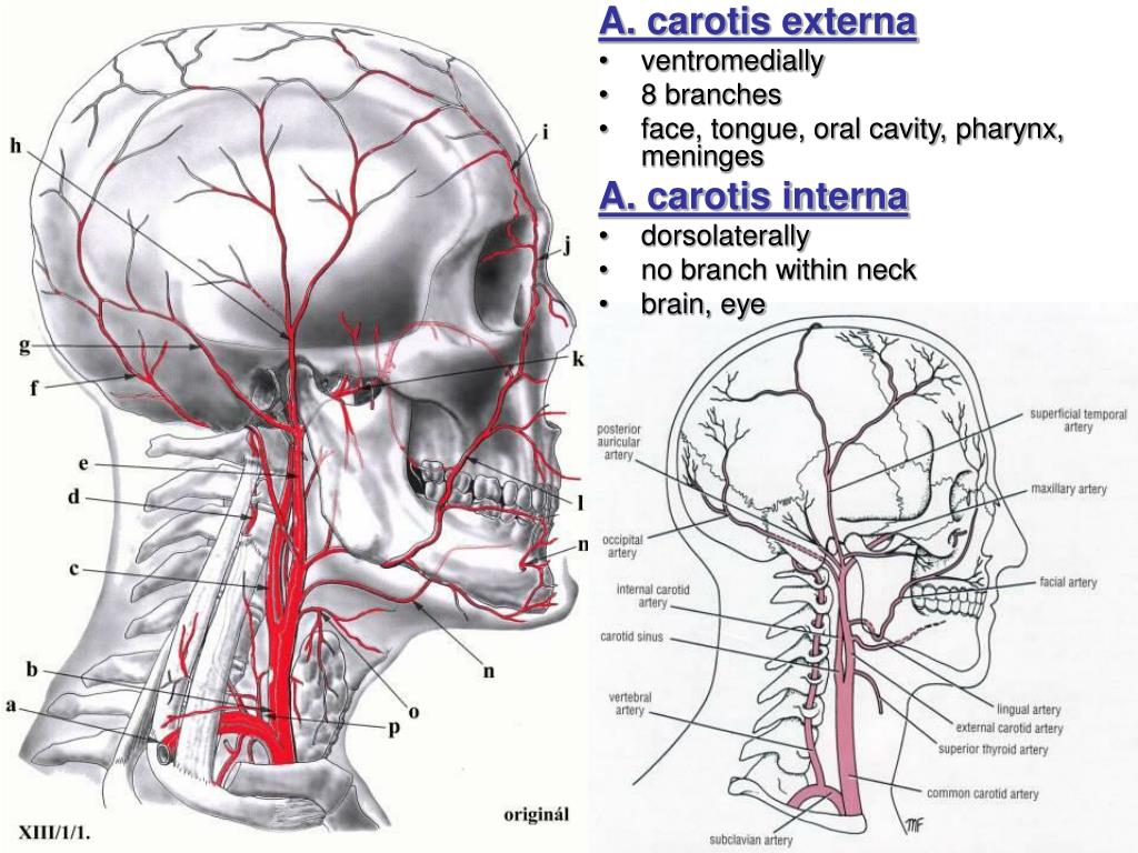 Ppt Arterial System Systema Arteriarum Powerpoint Presentation Free Download Id