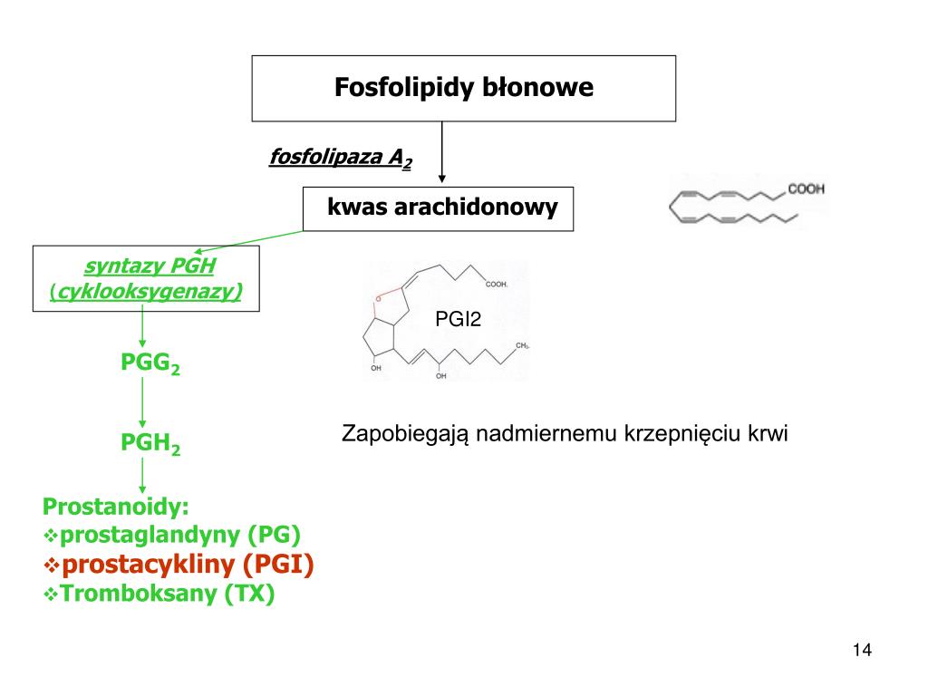 PPT - Eikozanoidy Kwas arachidonowy i jego pochodne PowerPoint ...