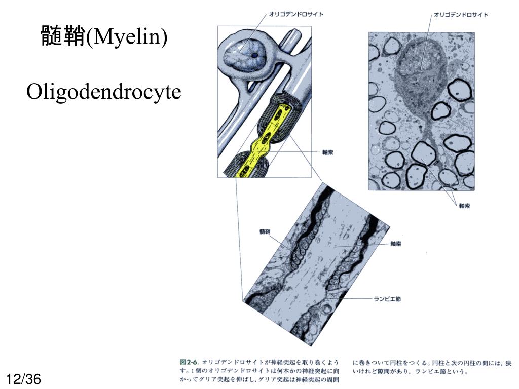 神経生物学 No.1 (Neurobiology)