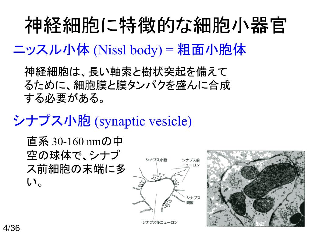 Ppt 神経生物学 No 1 Neurobiology Powerpoint Presentation Free Download Id 3355462