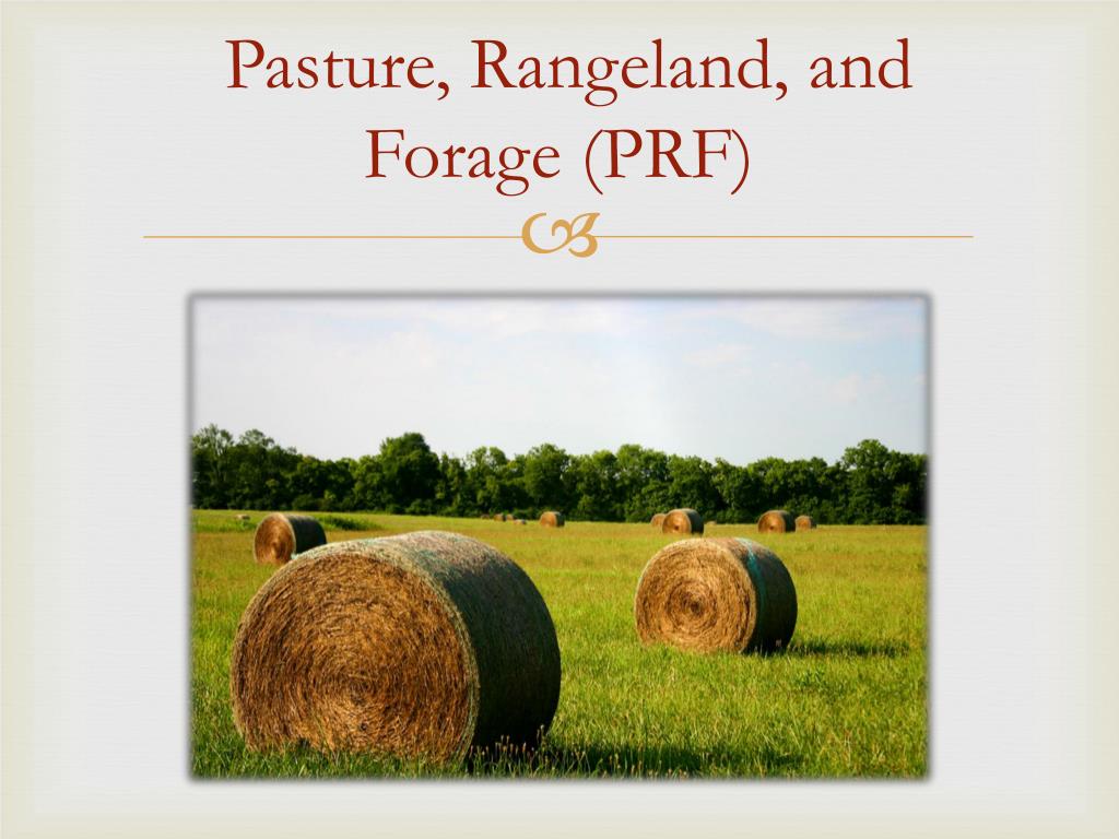 PPT Pasture, Rangeland, and Forage (PRF) PowerPoint Presentation