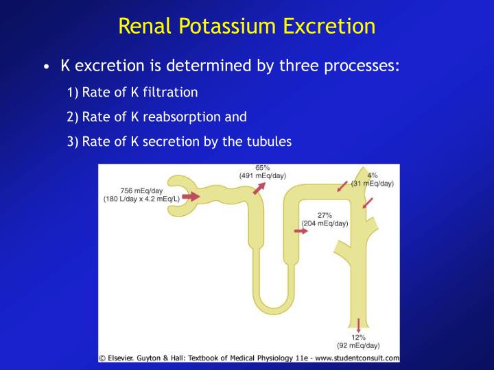 PPT Renal Regulation of Potassium, Calcium, Phosphate and Magnesium