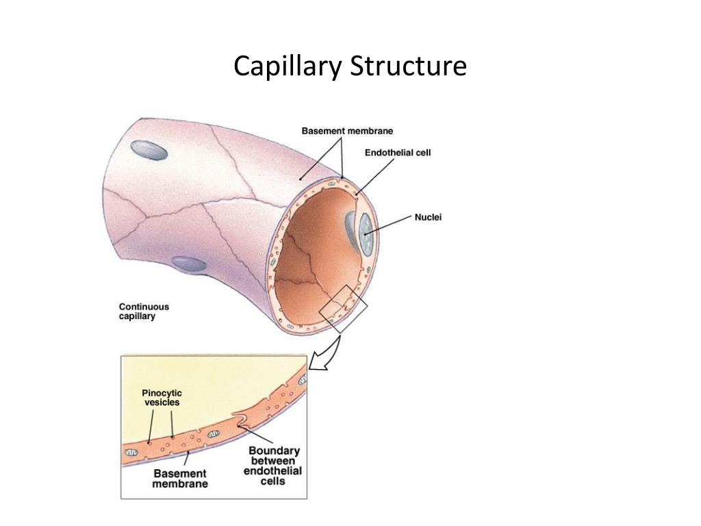 PPT Blood Flow and Pressure Exchange PowerPoint Presentation, free