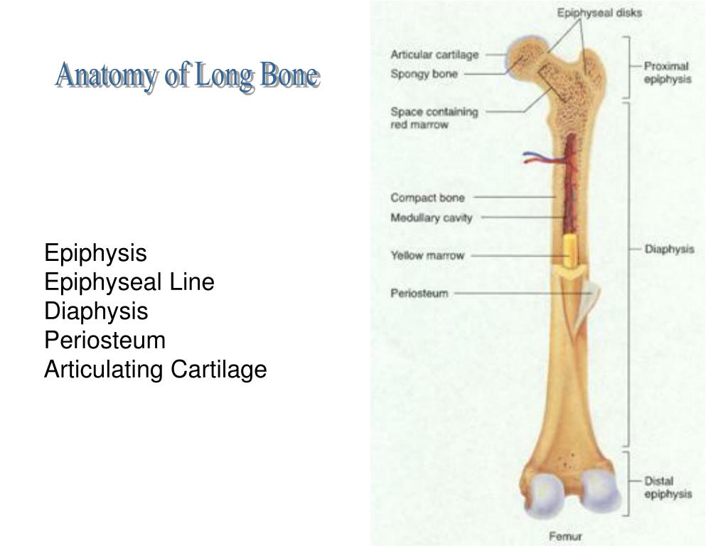 PPT - Bone Physiology PowerPoint Presentation, free download - ID:3357358