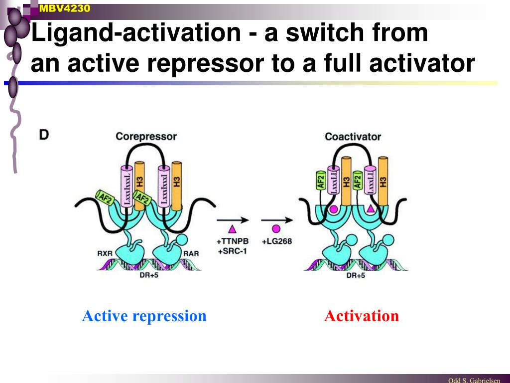PPT - The super-family of nuclear receptors PowerPoint Presentation ...