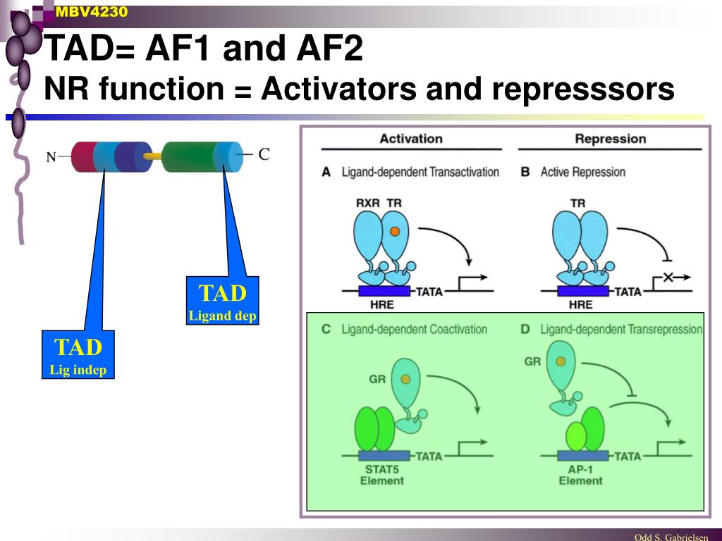 PPT - The super-family of nuclear receptors PowerPoint Presentation ...
