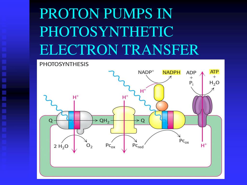 where does the energy come from to drive the proton pump