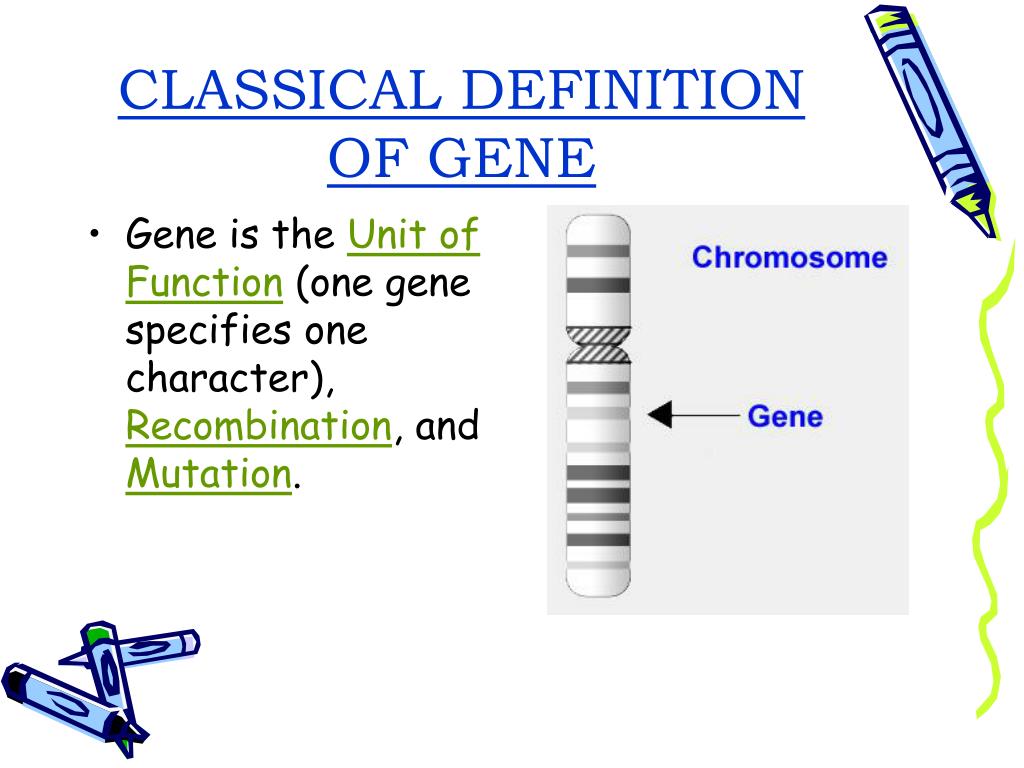 PPT - CONCEPT OF GENE PowerPoint Presentation, free download - ID:3362503
